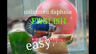 daphnia moina culture Easy way Unlimited production English  with sub Green water Chlorella [upl. by Daniele]