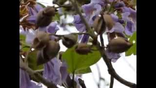 Princess Tree Paulownia tomentosa [upl. by Yerocaj]