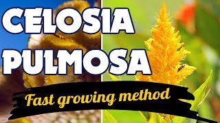 How To Grow Celosia Plumosa  Dwarf Celosia  Celosia Caracas [upl. by Eikceb]