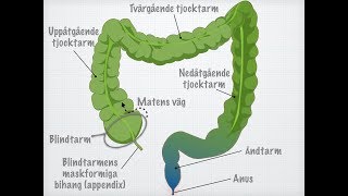 Tjocktarmens och ändtarmens funktioner [upl. by Deenya795]