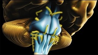 Neuroanatomy  The Brainstem [upl. by Arretahs]