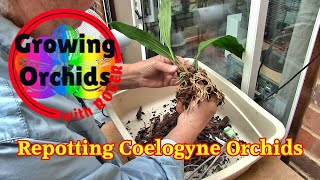 Repotting Coelogyne Orchids [upl. by Nuahsor247]