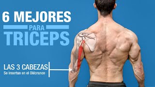 Los 6 MEJORES Ejercicios para TRICEPS ¡Basado en la Anatomía [upl. by Nolte]