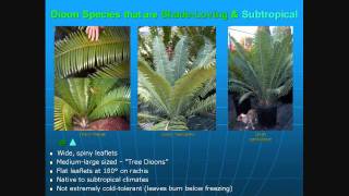 Cycads The 35 Best Cycads for Landscapes [upl. by Karl]