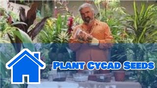 Gardening Help  How to Plant Cycad Seeds [upl. by Kcirdet]