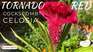 How to Grow Tornado Red Celosia Cockscomb [upl. by Traggat774]