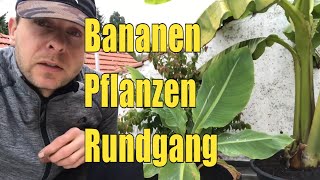 Entdecke die fünf besten Bananensorten für deinen Garten [upl. by Troyes82]