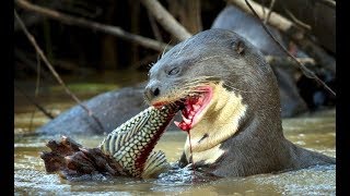 Best Jaguar Attacks Caymans  Animals attack  Giant otters attack snake [upl. by Nona57]