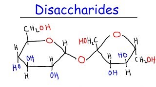 Disaccharides  Sucrose Maltose Lactose  Carbohydrates [upl. by Penoyer]