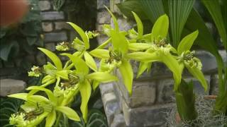 Coelogyne Burfordiense [upl. by Bradshaw]