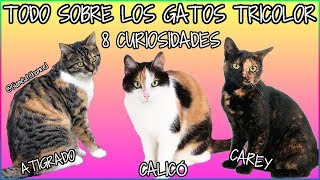 Todo Sobre Los Gatos Tricolor  8 Curiosidades  SiamCatChannel [upl. by Perron452]