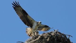 The Osprey Sounds and Habitat [upl. by Umberto852]