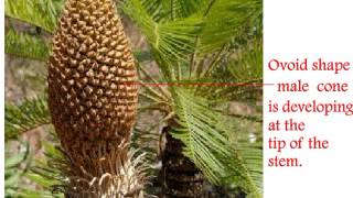 Cycas Life Cycle [upl. by Ademordna]