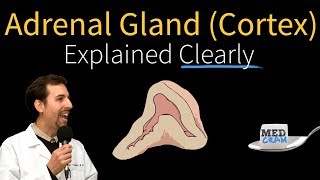 Adrenal Gland Adrenal Cortex Explained Clearly [upl. by Airyt]