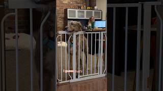 Willow’s Baby Gate lawoffice irishwolfhound officedog [upl. by Yojal]