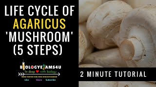 Life Cycle of Agaricus Mushroom agaricus mushroom biologyexams4u [upl. by Mccurdy]