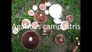 Agaricus campestris [upl. by Llertnod302]