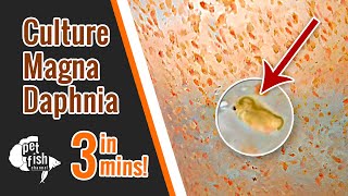 How to culture DAPHNIA MAGNA  The easy way [upl. by Rizan]