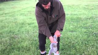 How to Skin and Gut a Rabbit in 10 Seconds Kiwi Bushman Styles [upl. by Iliam640]