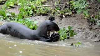 Giant Otter Pteronura brasiliensis 2 [upl. by Ruel]