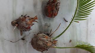 Propagating sago palm cycas plant from pups [upl. by Elvis800]