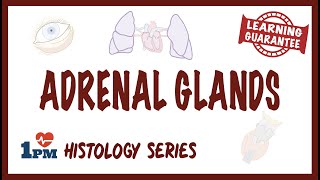 Adrenal Gland Histology [upl. by Eahsan393]