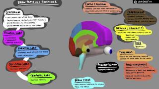 Brain Structure and Function  3D Animation [upl. by Neelon]