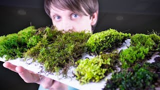 Collecting amp Identifying Moss [upl. by Akeyla]