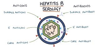 Hepatitis B virus life cycle [upl. by Gnurt737]