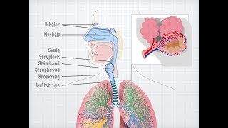 Människans andningsorgan gammal [upl. by Arleen940]