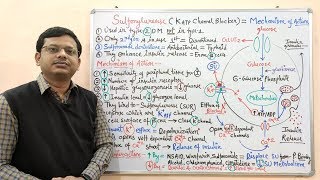 Diabetes Mellitus Part10 Mechanism of Action of Sulfonylurease  Antidiabetic Drugs  Diabetes [upl. by Lorens823]