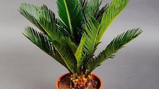 SAGO PALM CARE CONDITIONS  CYCAS PLANT ANALYSIS [upl. by Sokcin660]