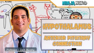 Endocrinology  Hypothalamus Anterior Pituitary Connection [upl. by Karrah]