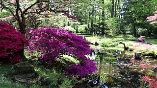 Japanese garden in Clingendael park The Hague Den Haag Netherlands [upl. by Aihsek]