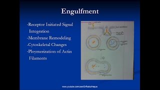 Phagocytosis Definition Steps Role of ROS Defects HD [upl. by Nedah]