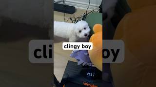 The Most Clingy Dog Ever [upl. by Dav]