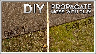 DIY  Propagate Moss with Clay [upl. by Niemad]