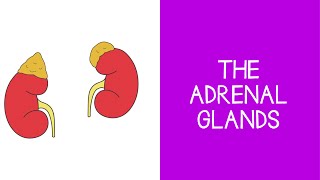 55 Endocrine The Adrenal Glands [upl. by Yedarb]