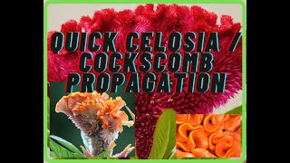 quotQuick and Easy Celosia propagation and planting Ornamental Celosia Cristata planting guidequot 2021 [upl. by Aenad]