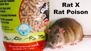 Why Rat X Is The Only Rat Poison I Will Ever Use  Safe amp Effective  Mousetrap Monday [upl. by Ramor]