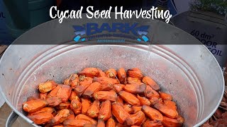 Cycad Seed Harvesting [upl. by Dibru445]