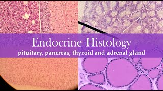 Endocrine histology [upl. by Annayoj464]