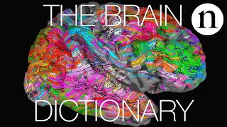 The brain dictionary [upl. by Dnomrej]