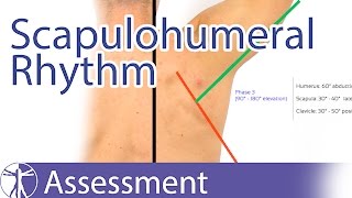 Scapulohumeral Rhythm [upl. by Quintie]