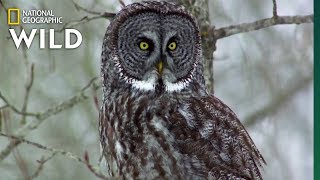 Owls Have Superior Senses  Nat Geo WILD [upl. by Lerak]