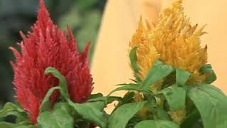 Celosia Plant Care [upl. by Mcnutt]