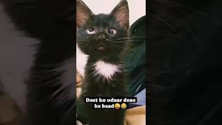 Cross Eyed Cat Meme  Viral Cat Saying Huh Meme 😺New Black Kitten Meme 😂Cat Haan Meme Orginal Video [upl. by Lleroj300]