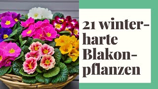 21 winterharte Pflanzen für den Balkon [upl. by Saxet764]