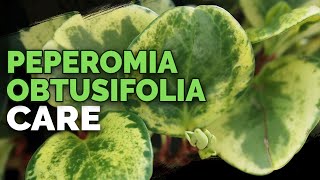 8 Peperomia Obtusifolia Care Tips and Tricks [upl. by Cargian508]