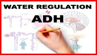 Water Regulation by Antidiuretic Hormone ADH [upl. by Drofdarb376]